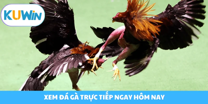 Đá Gà Trực Tiếp Ngày Hôm Nay - Trải Nghiệm Gay Cấn Mọi Lúc