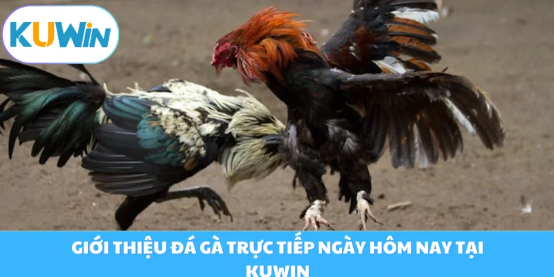 Đá Gà Online Kuwin - Những Trận Đấu Kịch Tính Không Thể Bỏ Lỡ