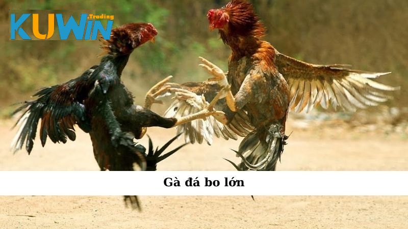 gà đá bo lớn